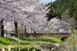 日本,自然,風景,桜,草木